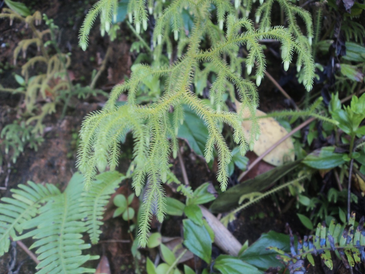 Lycopodiella cernua (L.) Pic.Serm.